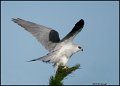 _0SB1803 white-tailed kite